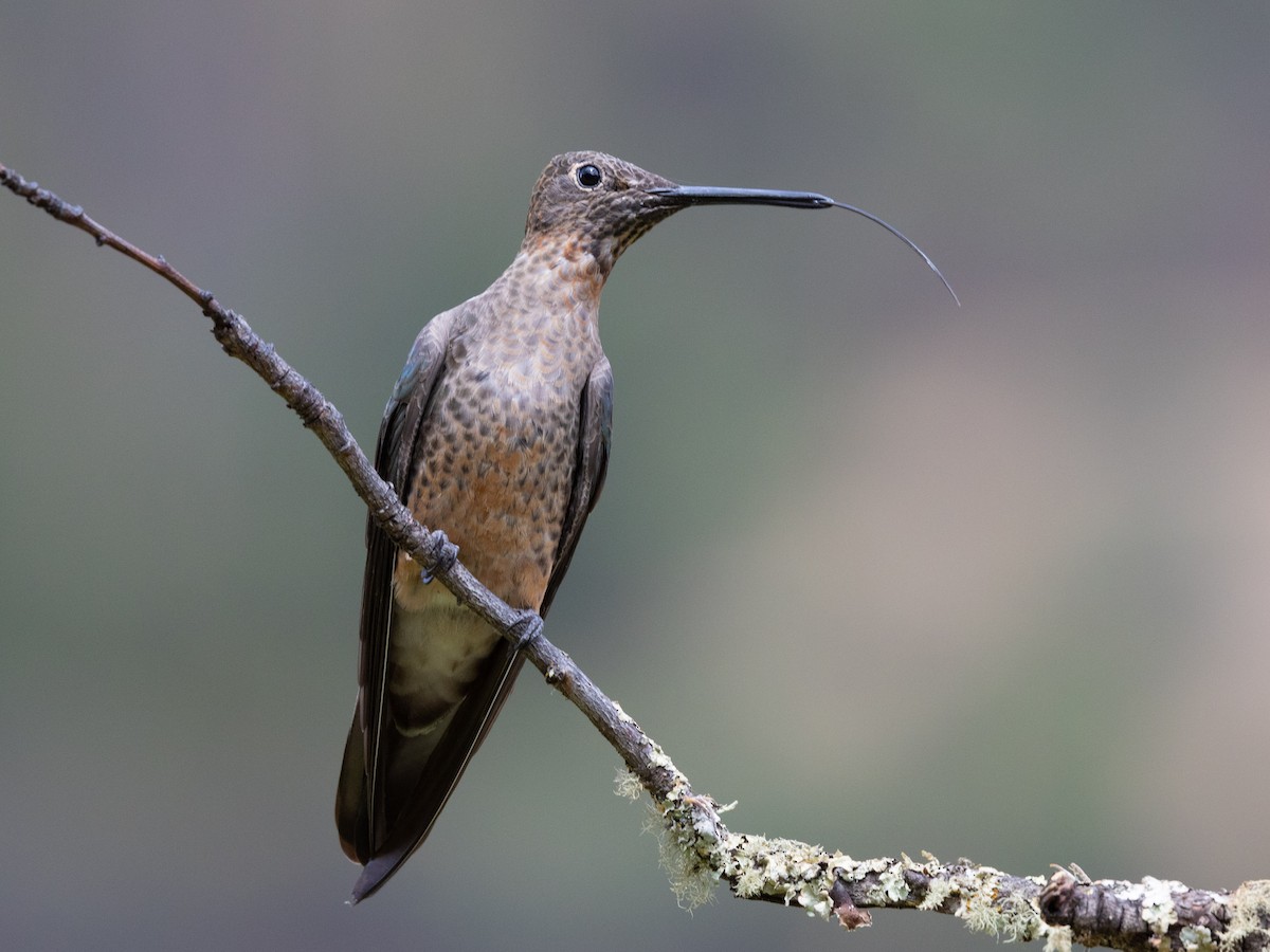 Giant Hummingbird - ML643426990