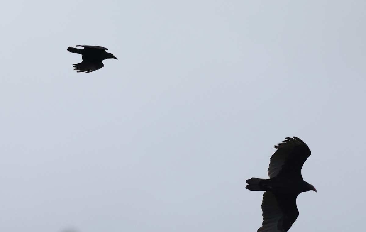 American Crow - ML643426998