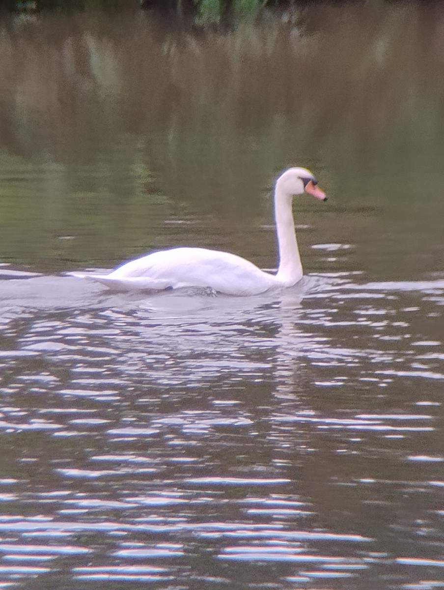Mute Swan - ML643427006