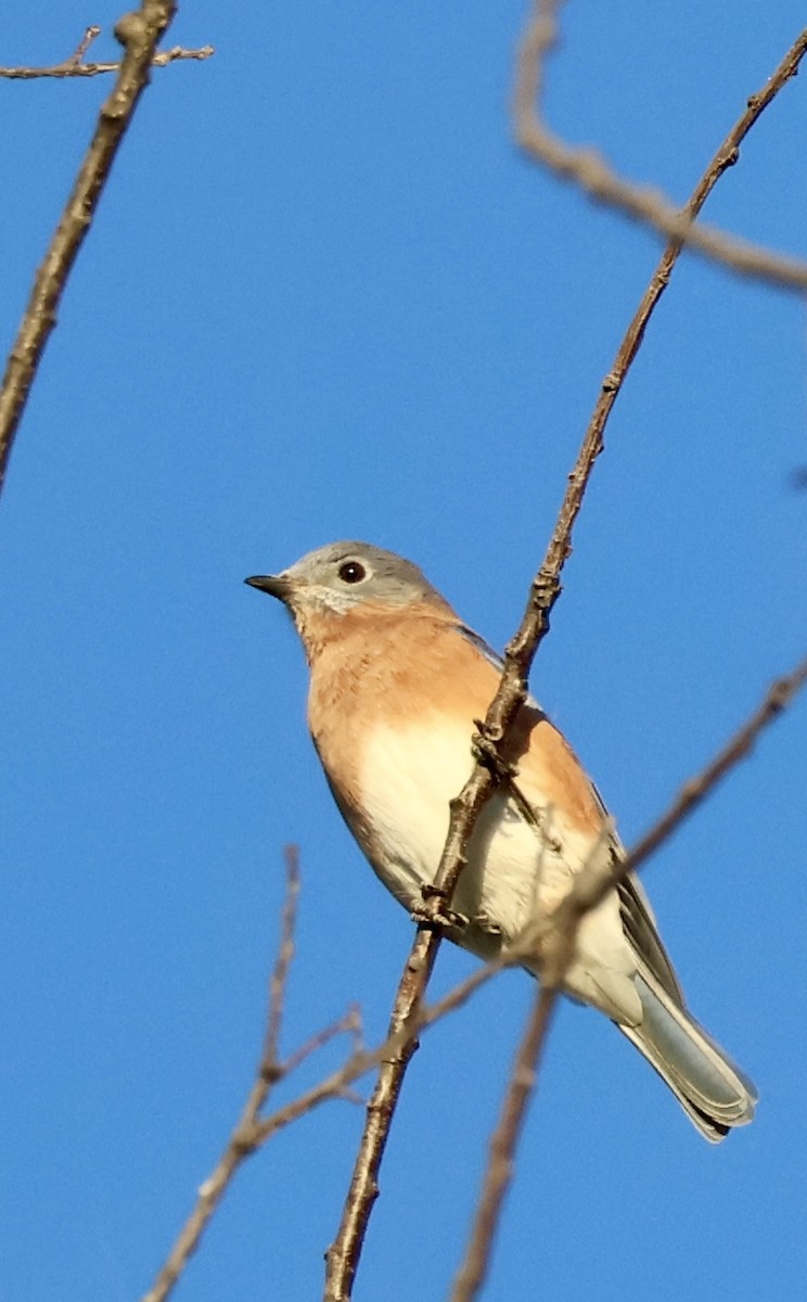 Eastern Bluebird - ML643427013