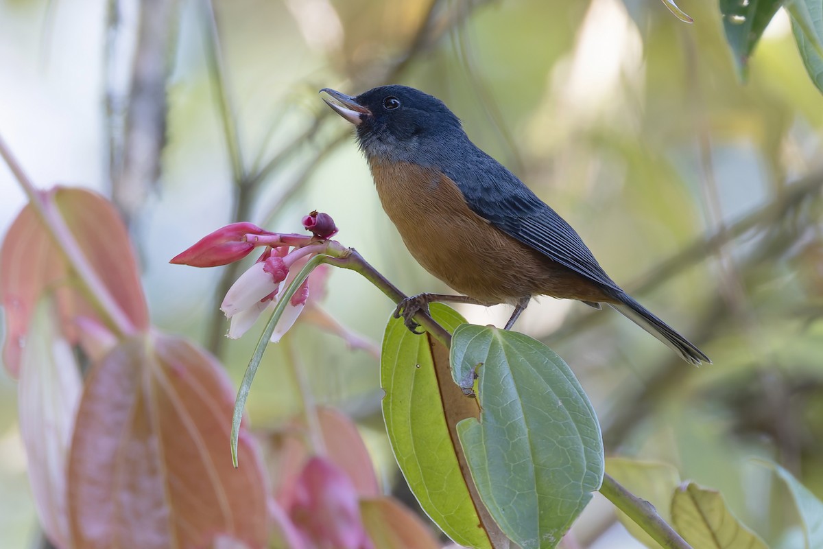 Cinnamon-bellied Flowerpiercer - ML643427018