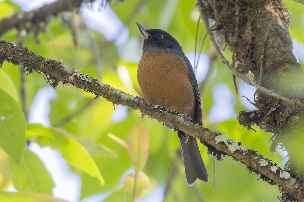 Cinnamon-bellied Flowerpiercer - ML643427019