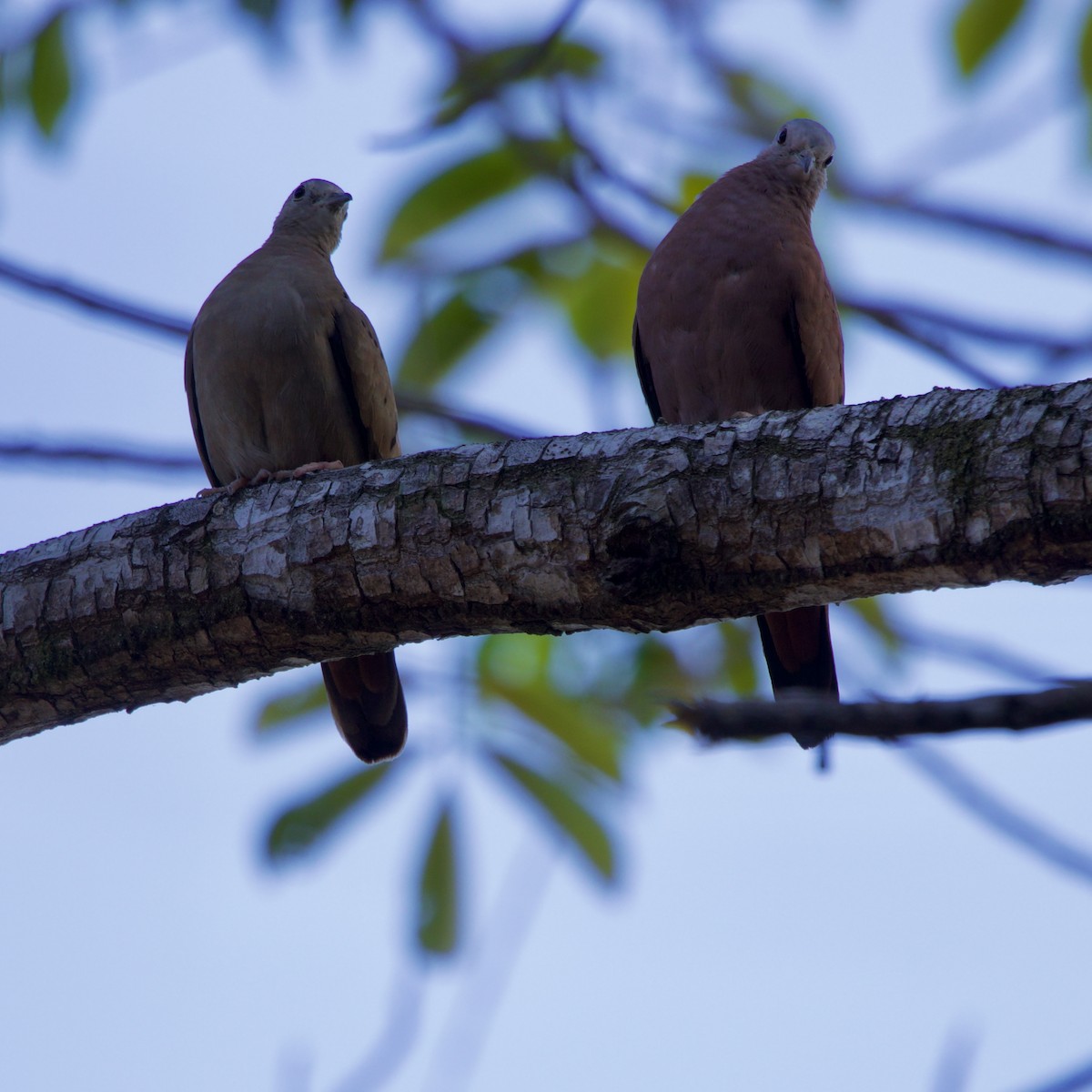 Ruddy Ground Dove - ML643427021