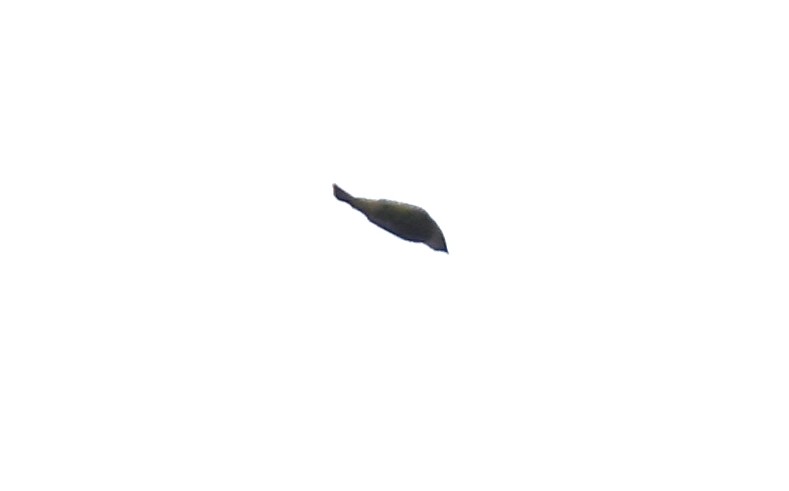 new world warbler sp. - ML643427029