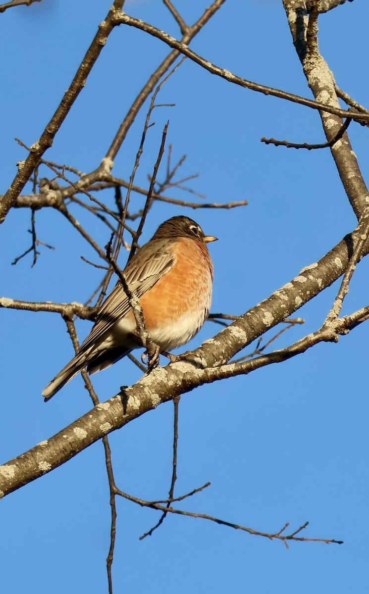 American Robin - ML643427032