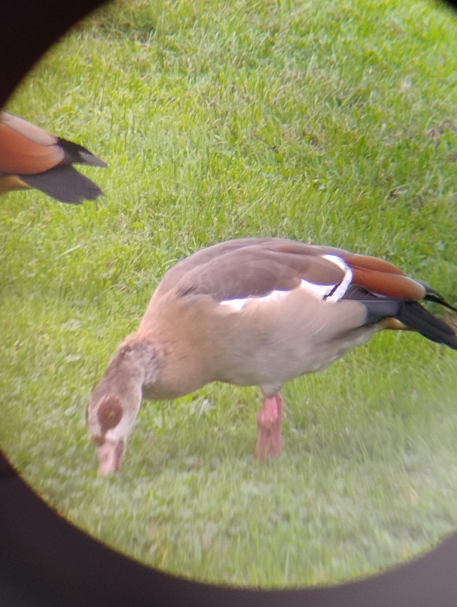 Egyptian Goose - ML643427033