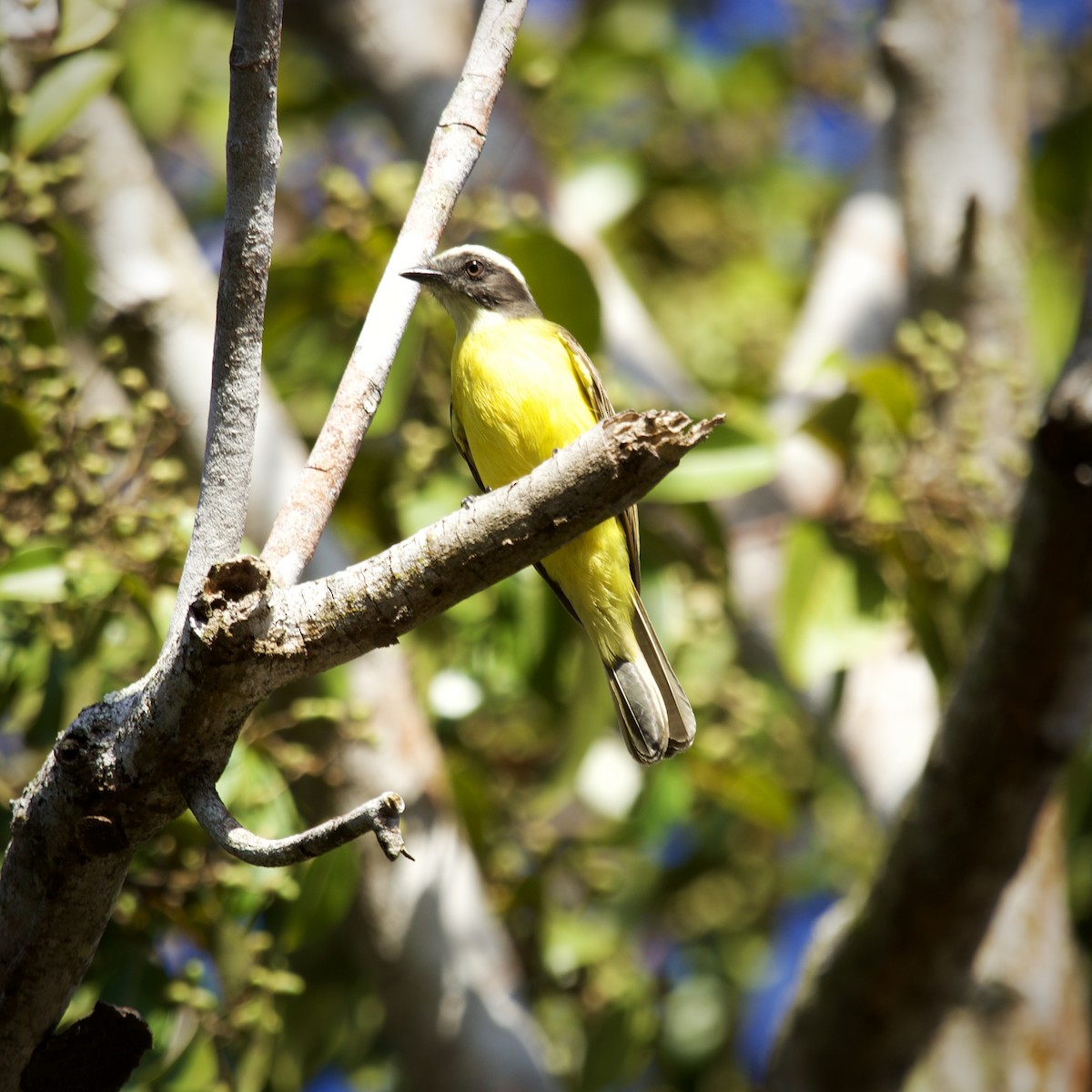Social Flycatcher - ML643427042