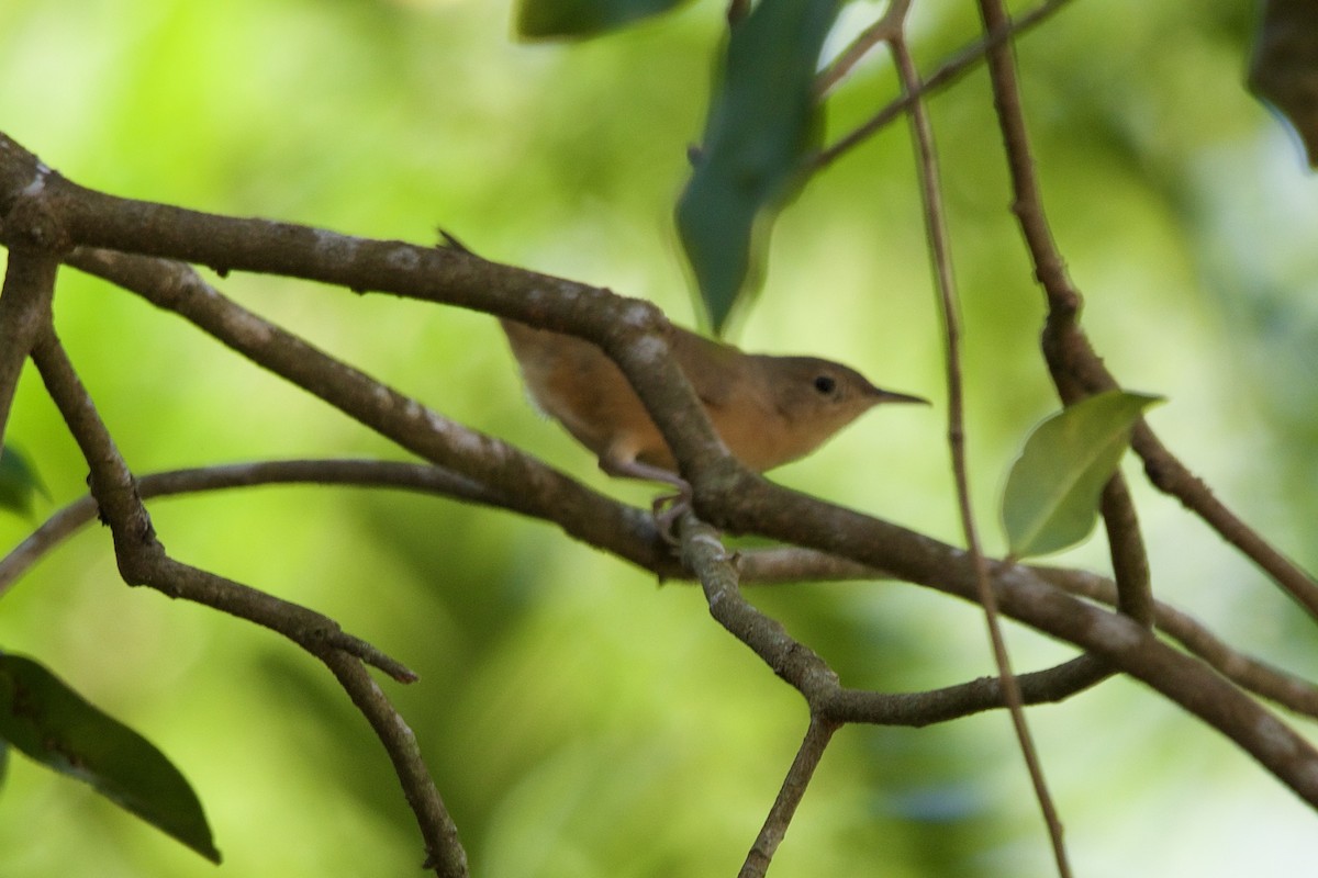 Southern House Wren - ML643427046
