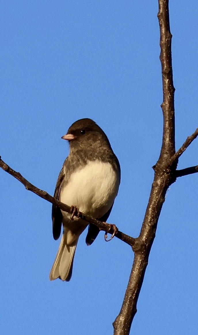 Dark-eyed Junco - ML643427047