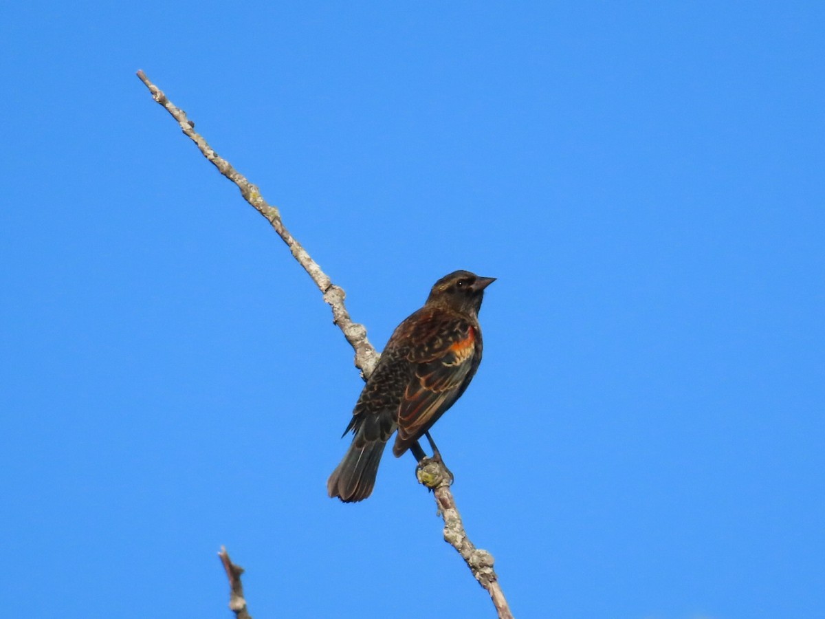 Red-winged Blackbird - ML643427048
