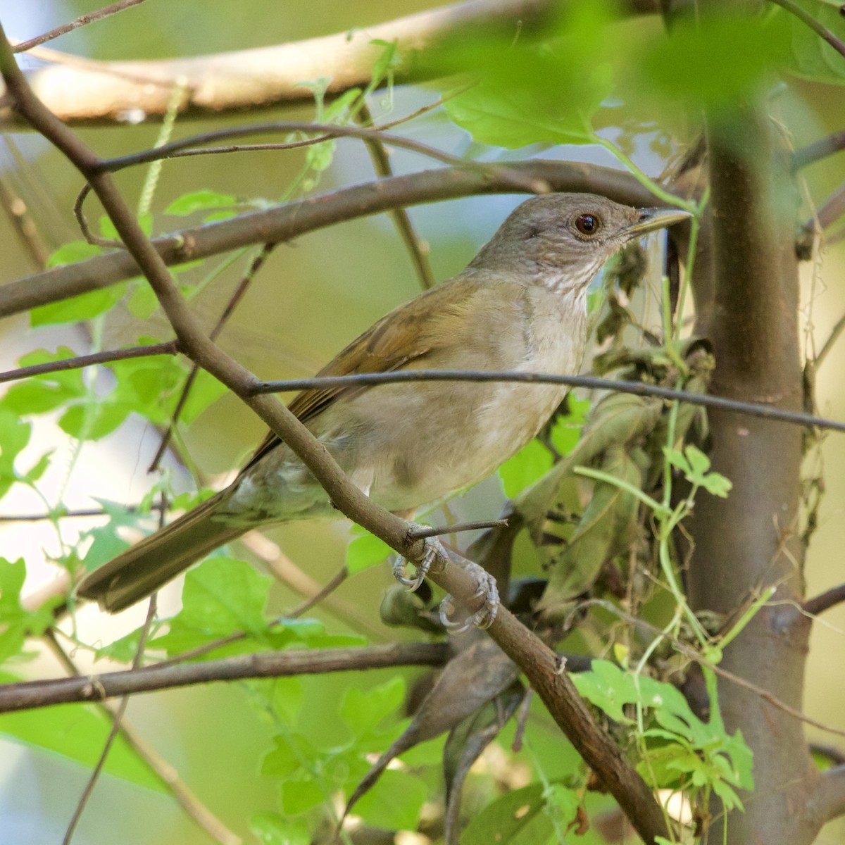 Pale-breasted Thrush - ML643427052