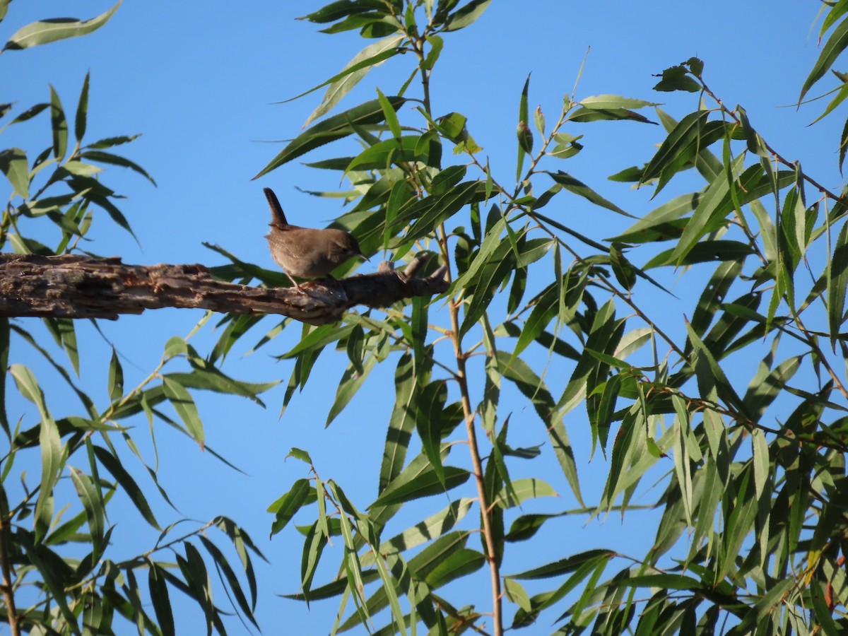 Northern House Wren - ML643427058