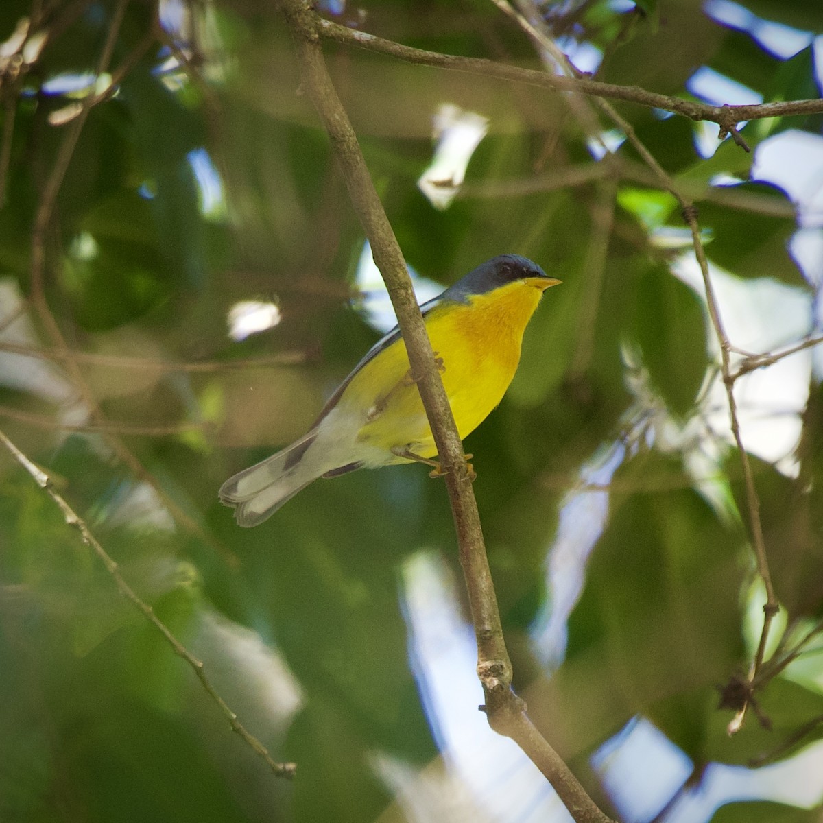 Tropical Parula - ML643427059