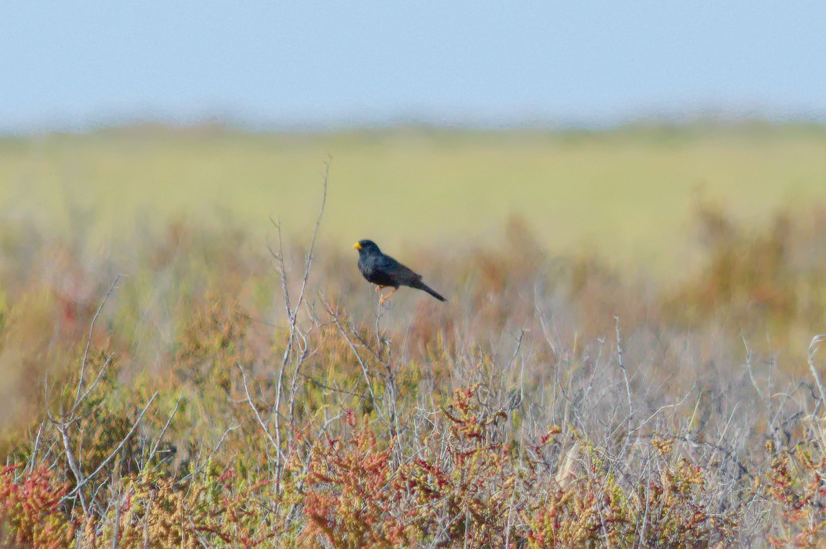 Carbonated Sierra Finch - ML643427060