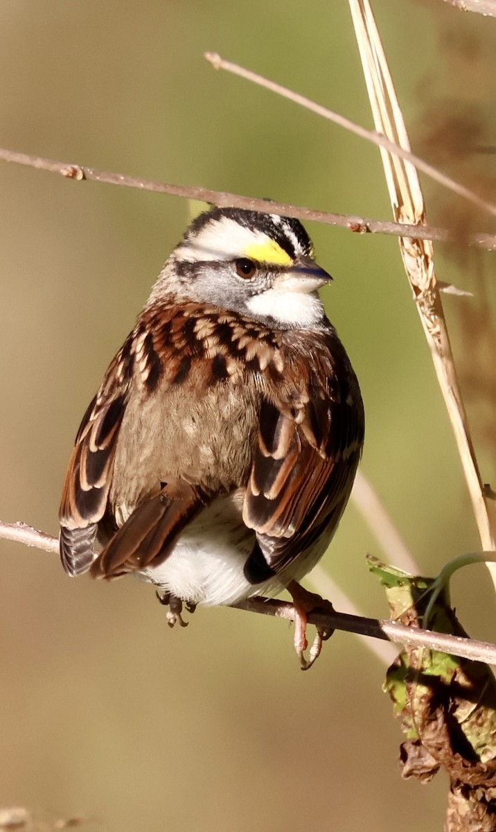 White-throated Sparrow - ML643427063