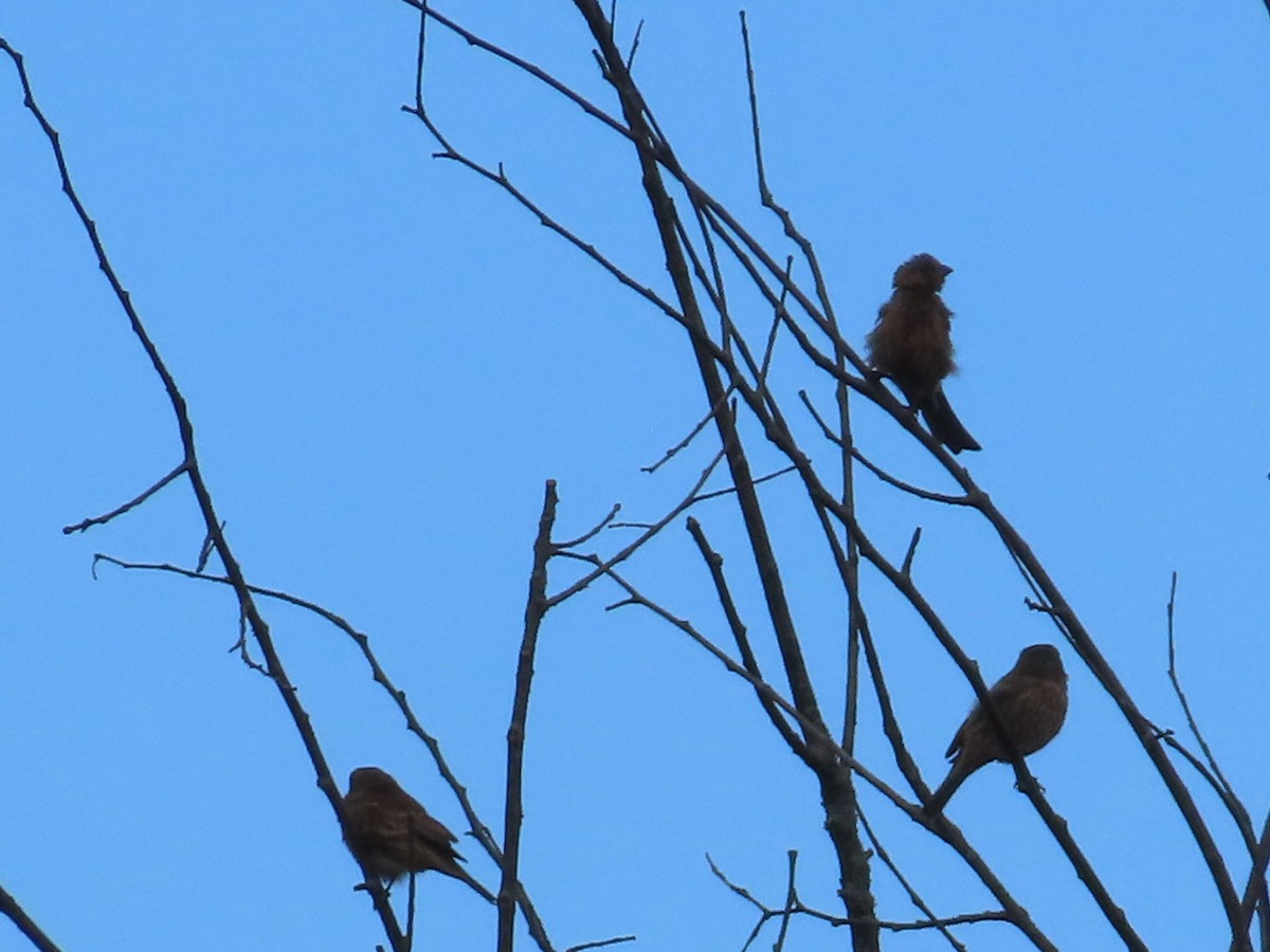 House Finch - ML643427076