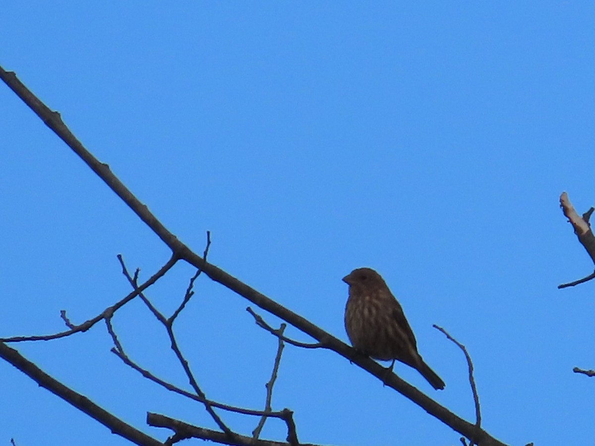House Finch - ML643427077