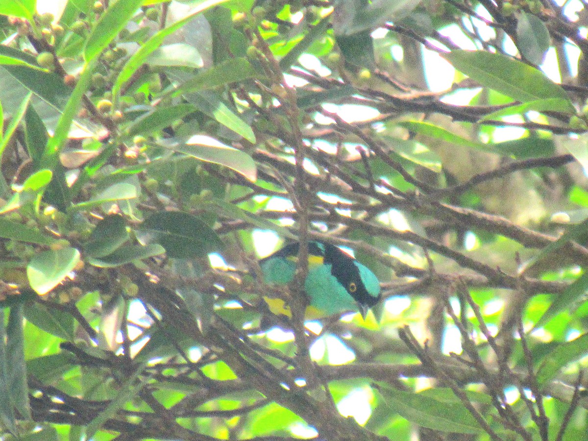 Black-faced Dacnis - ML643427078
