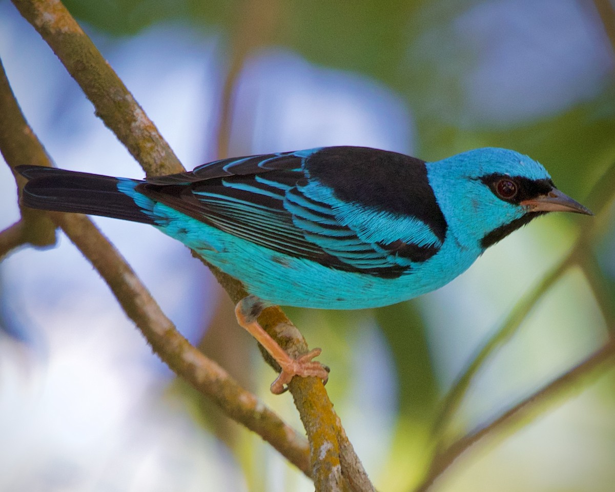 Blue Dacnis - ML643427079