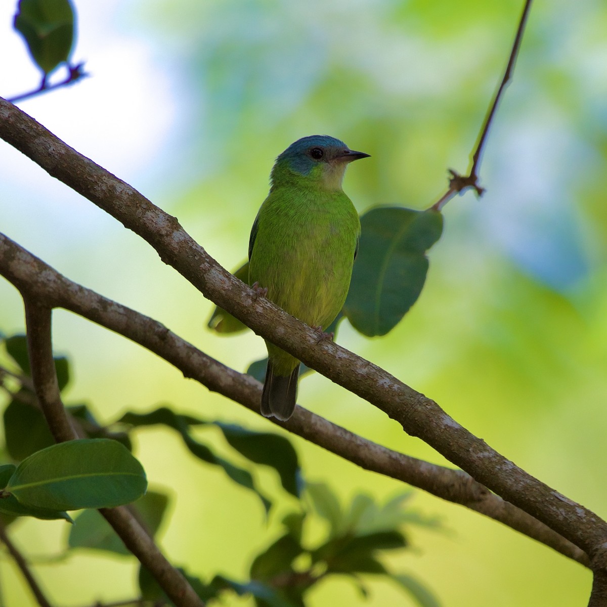 Blue Dacnis - ML643427080