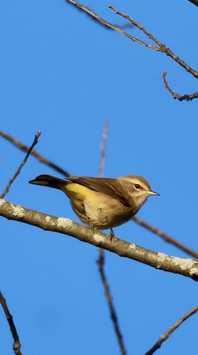 Palm Warbler - ML643427081