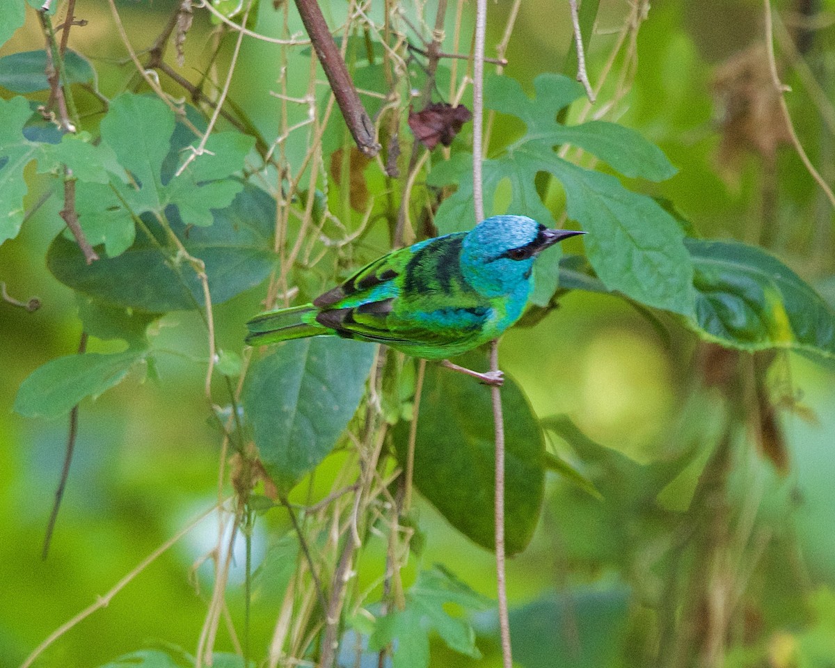 Blue Dacnis - ML643427082