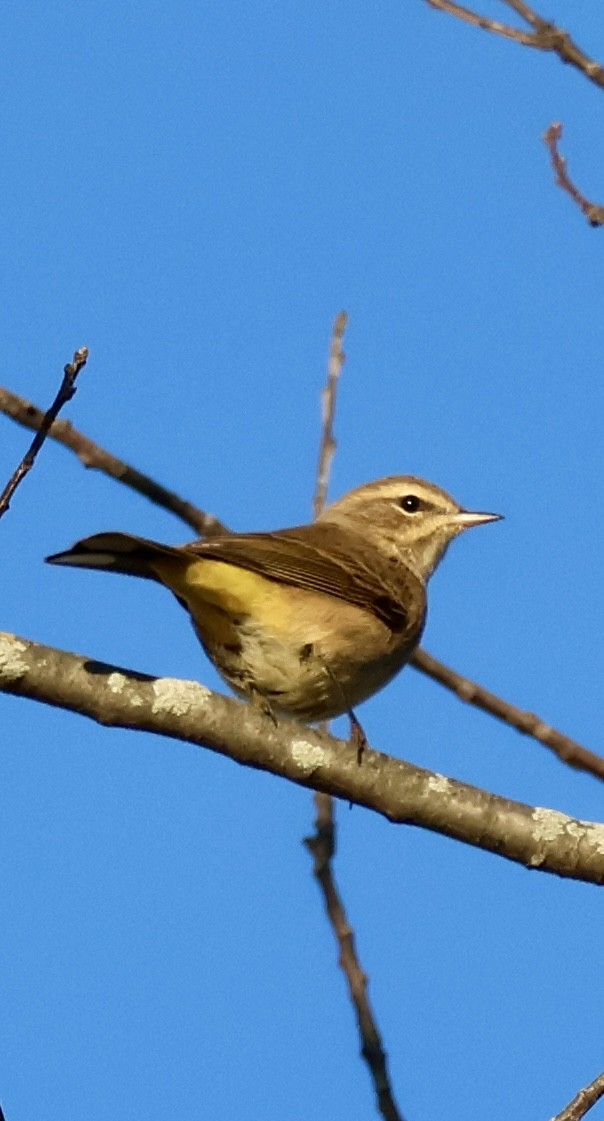Palm Warbler - ML643427083