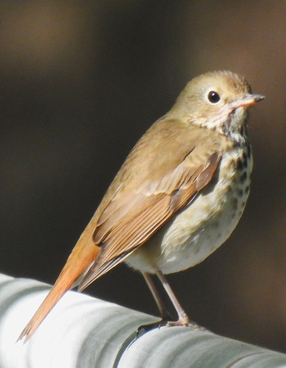 Hermit Thrush - ML643427086