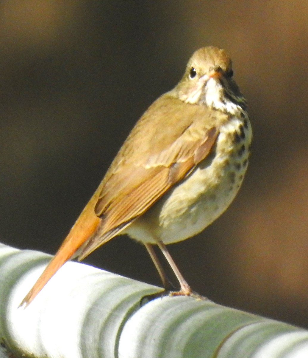Hermit Thrush - ML643427087