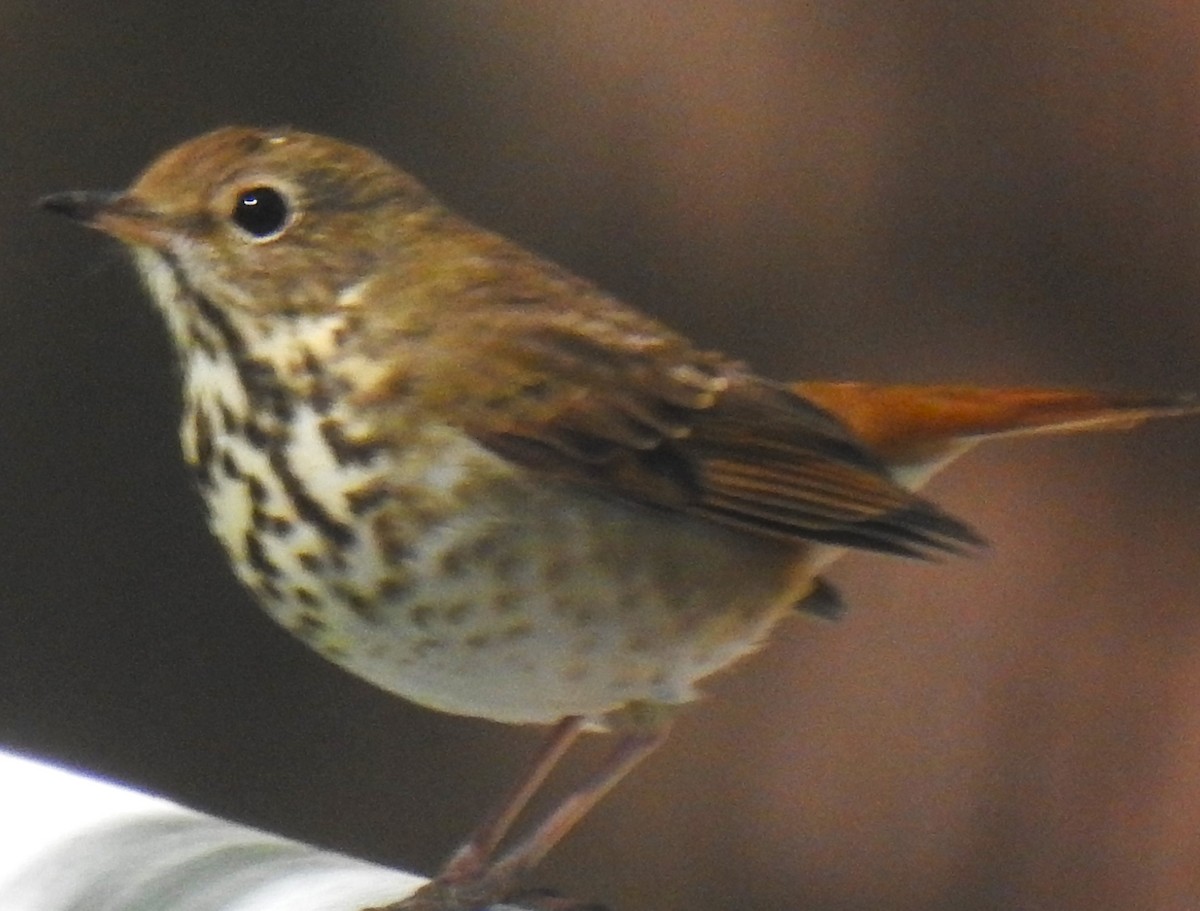 Hermit Thrush - ML643427088