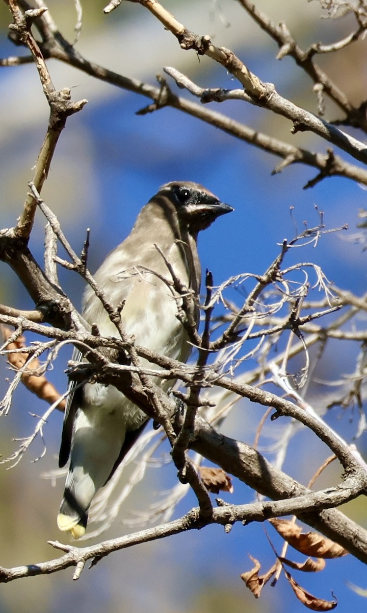 Cedar Waxwing - ML643427102