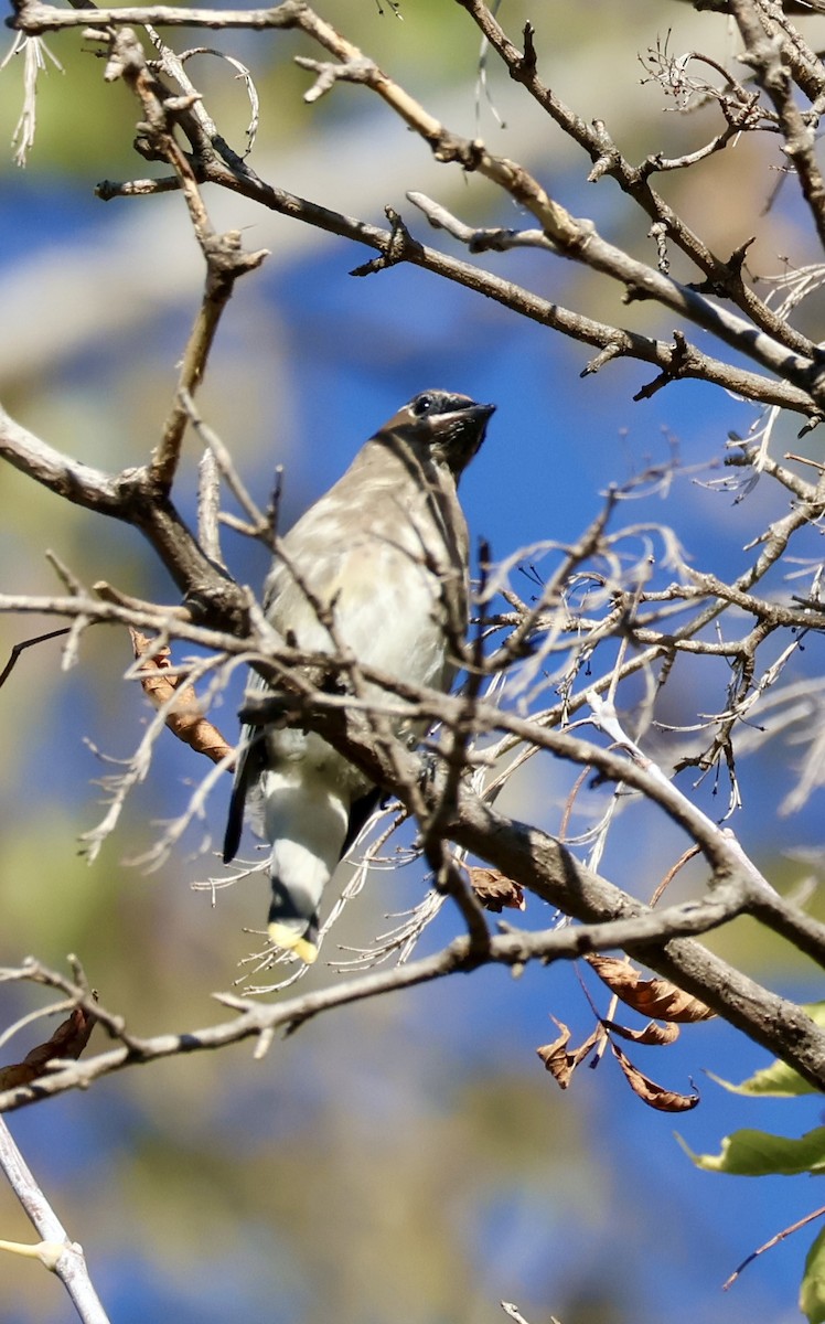 Cedar Waxwing - ML643427103