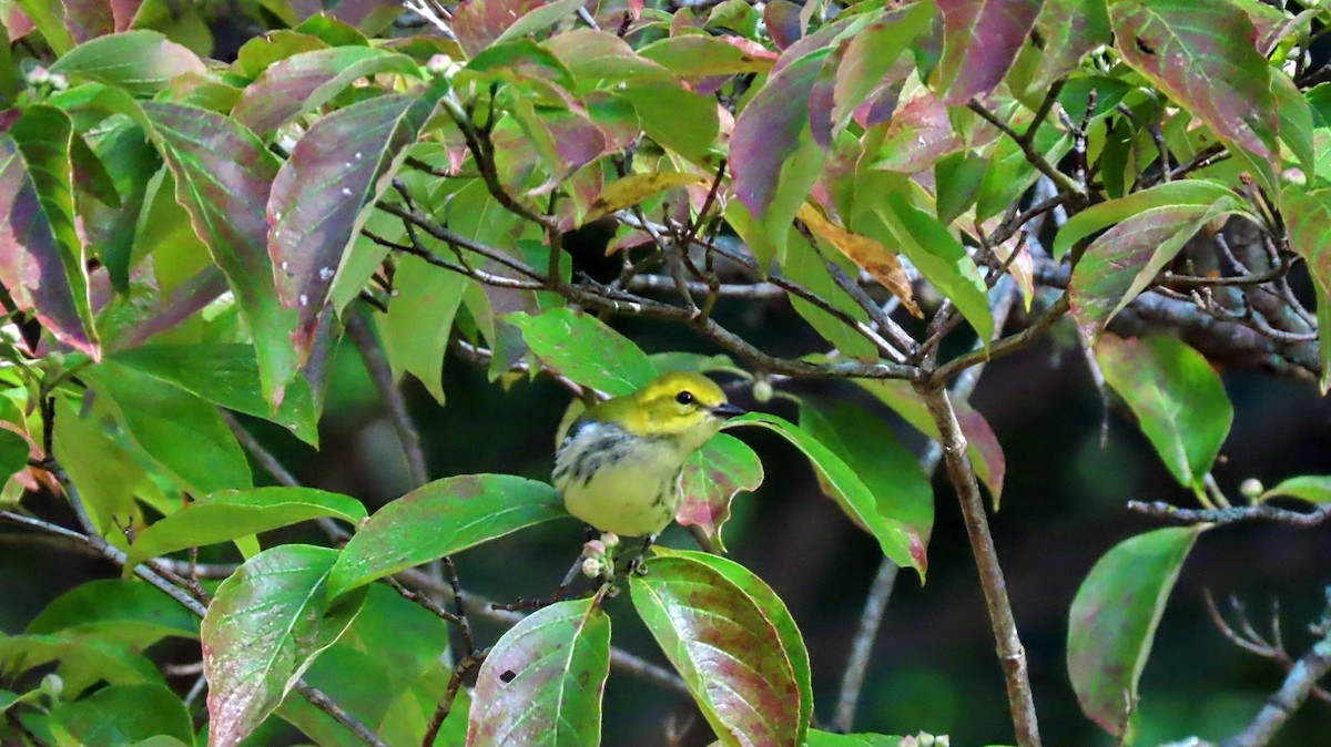 Black-throated Green Warbler - ML643427108