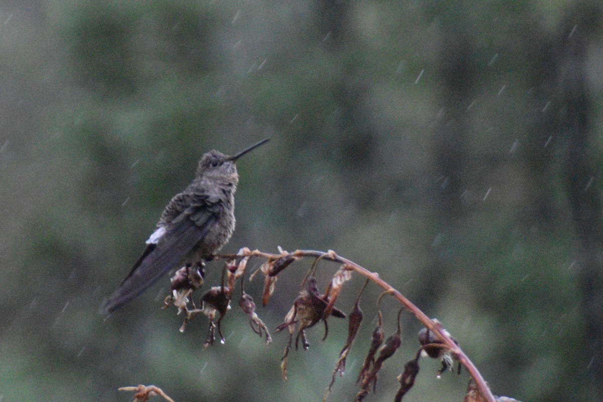 Giant Hummingbird - ML643427113