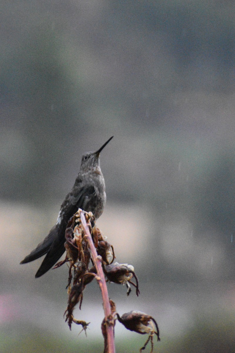 Giant Hummingbird - ML643427114