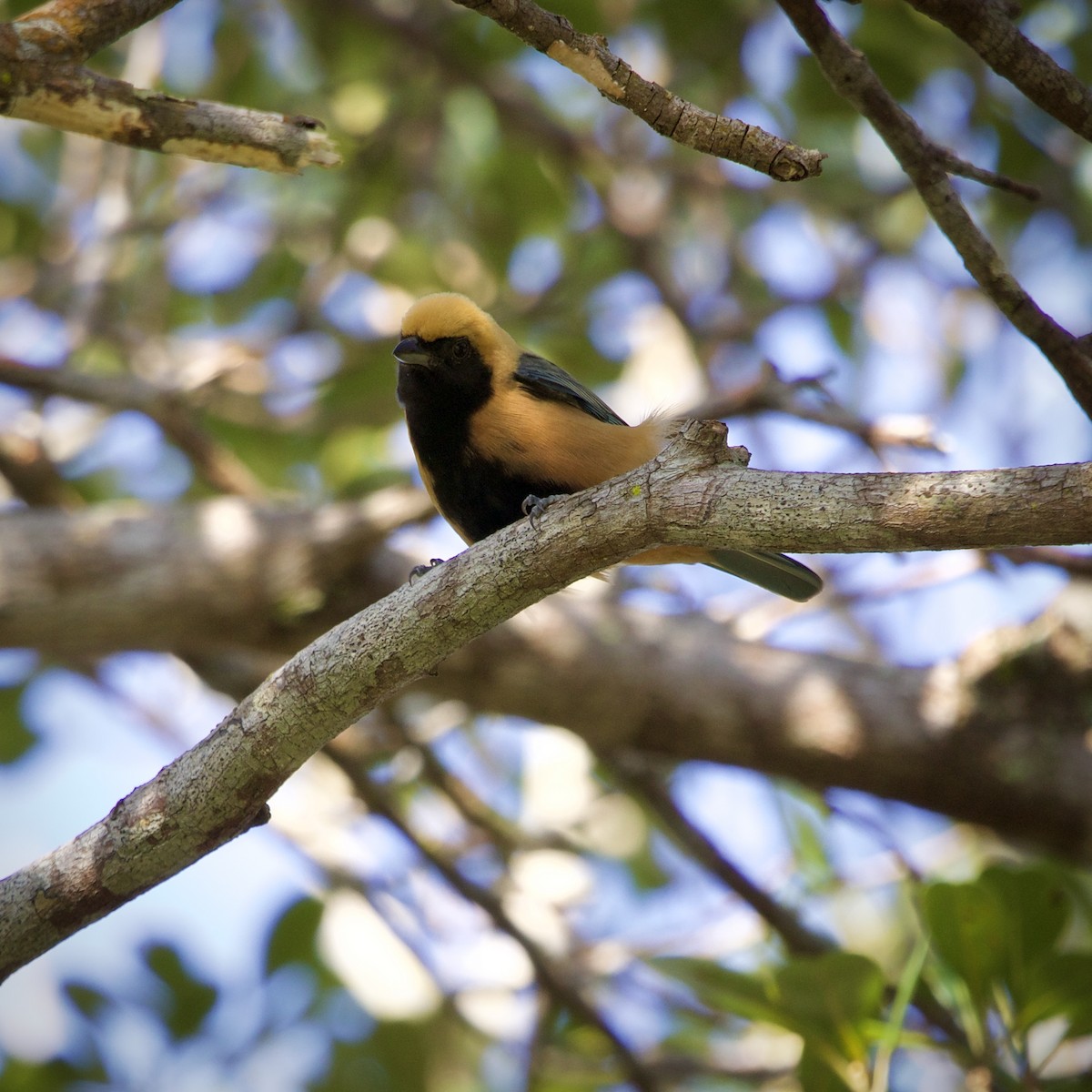 Burnished-buff Tanager - ML643427115