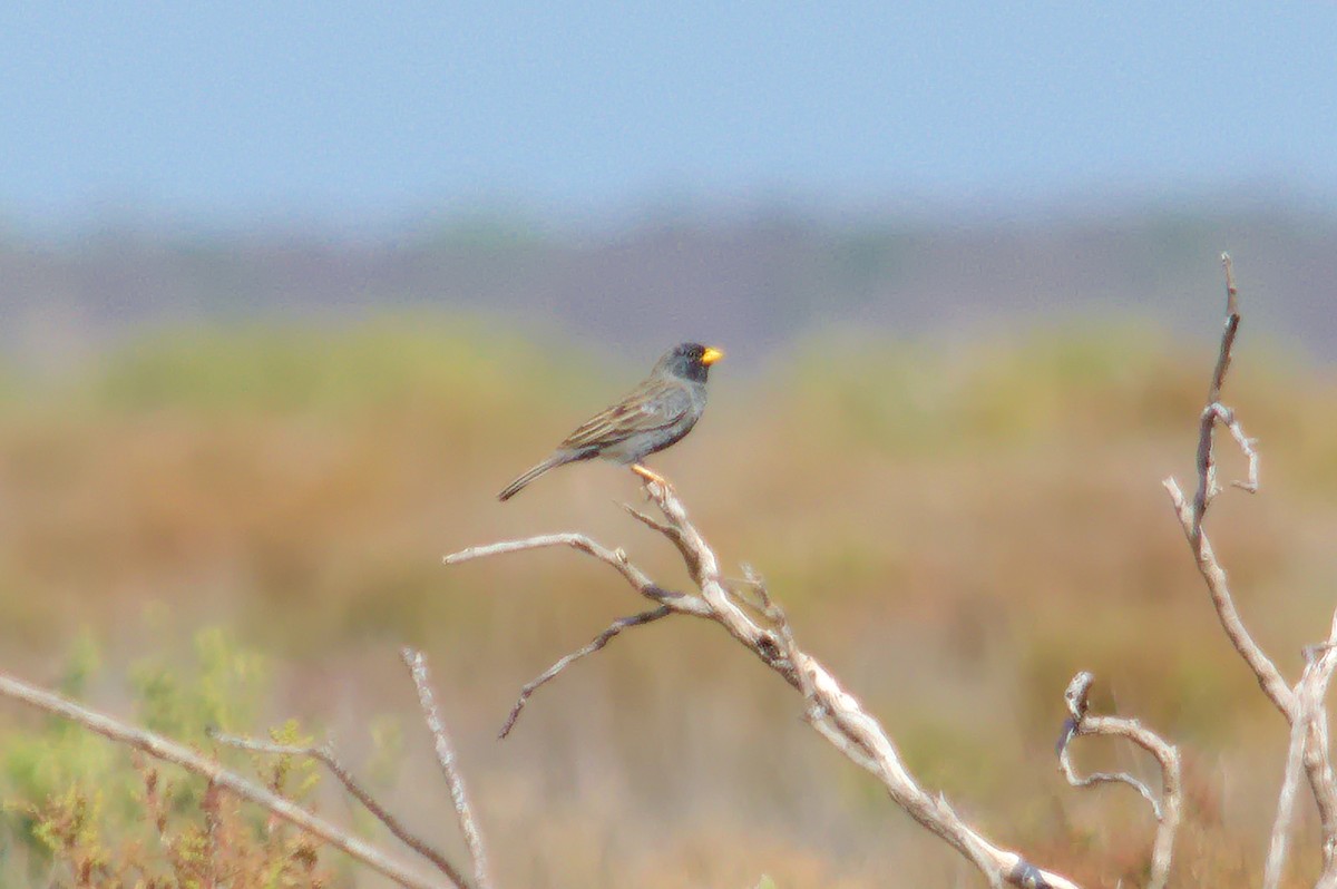 Carbonated Sierra Finch - ML643427118