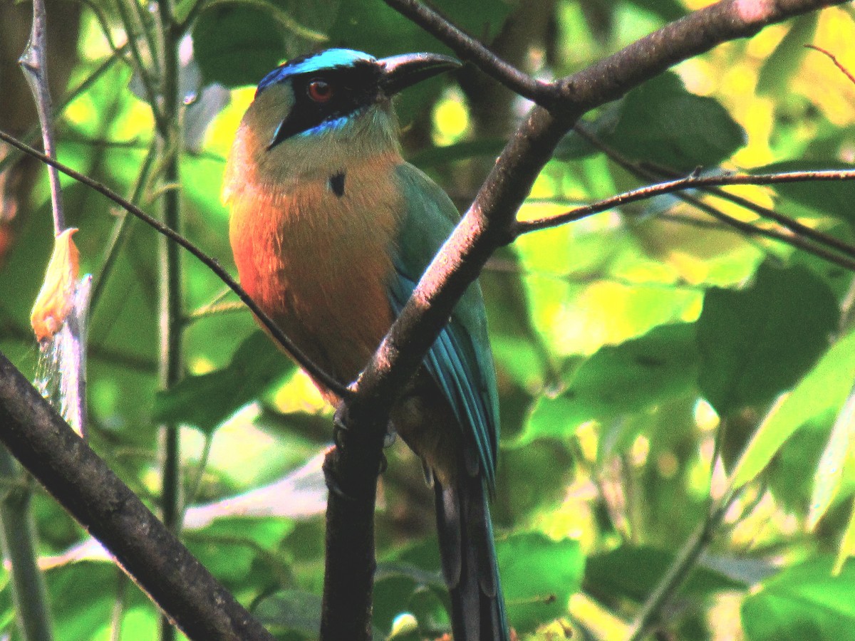 Motmot caraïbe - ML643427137
