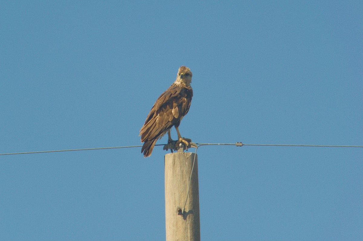 Chaco Eagle - ML643427146