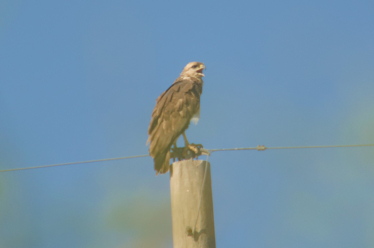 Chaco Eagle - ML643427147
