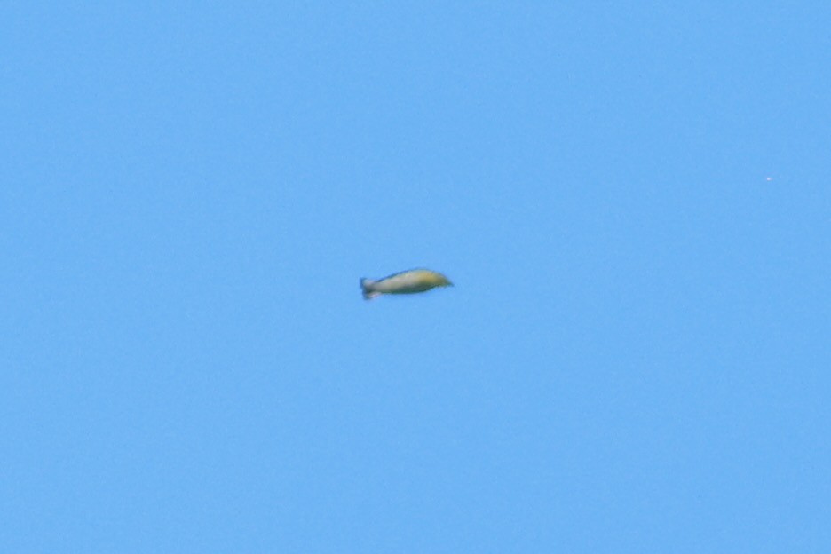 Northern Parula - ML643427152