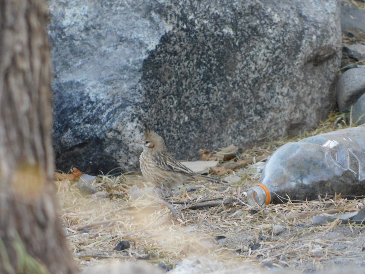 Annumbi alouette - ML643427206