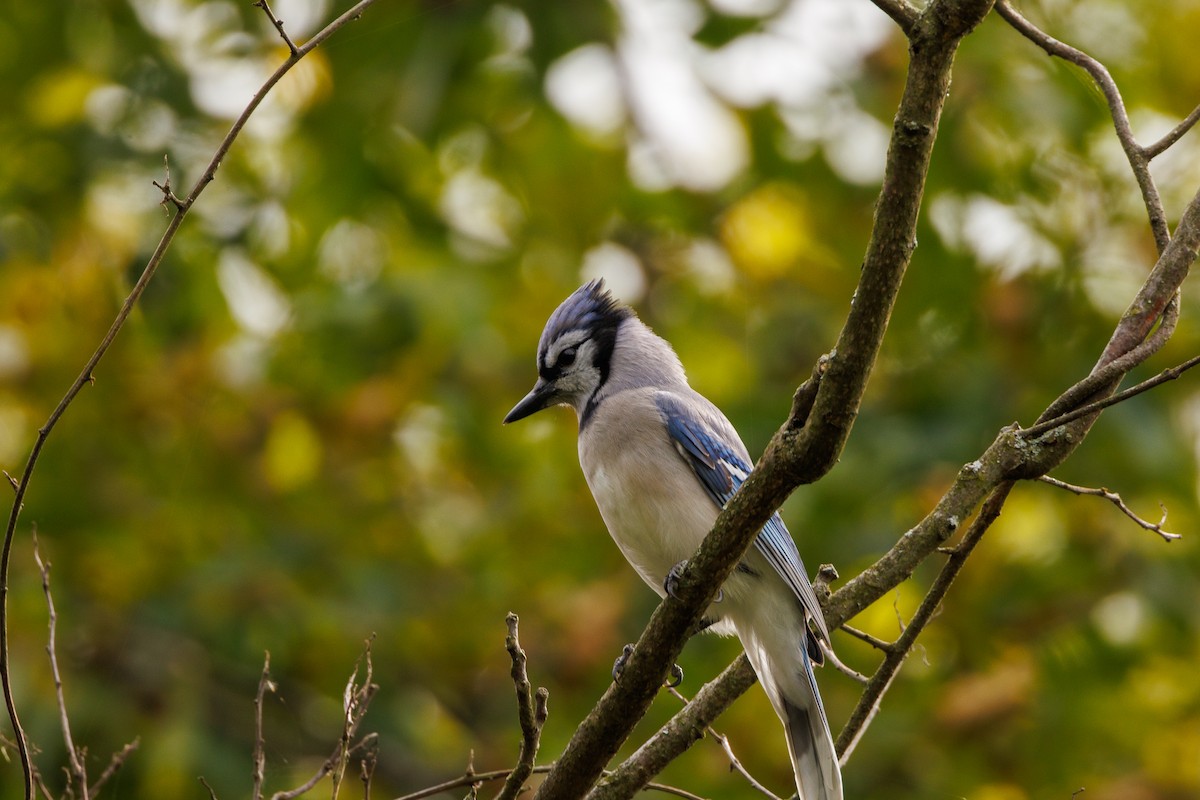 Geai bleu - ML643427210