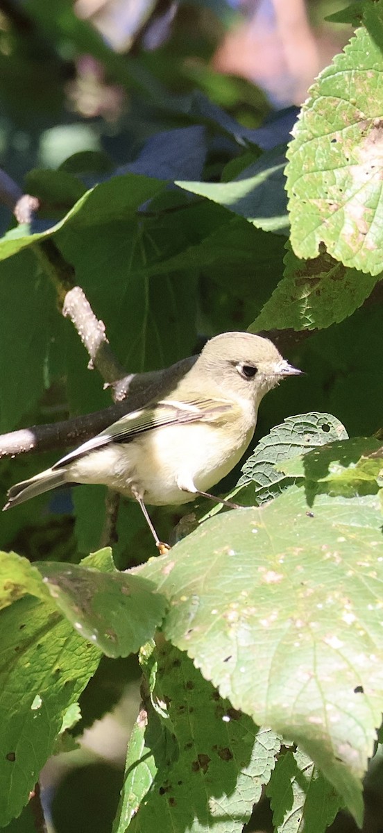 Ruby-crowned Kinglet - ML643427226