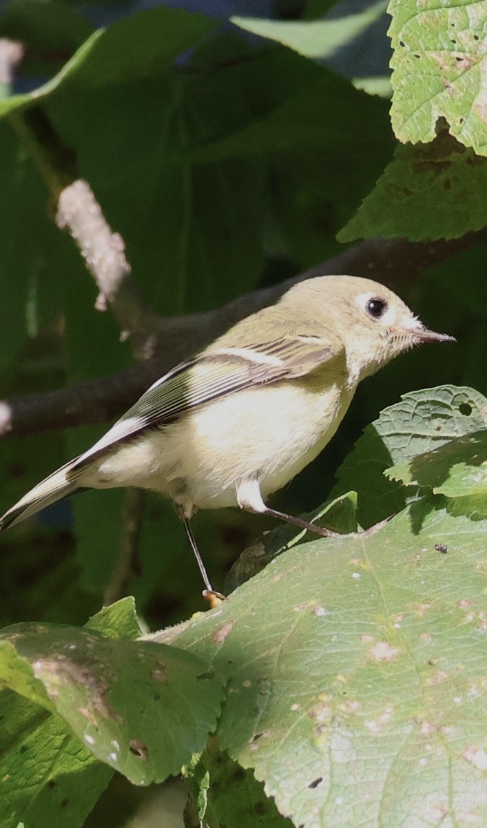 Ruby-crowned Kinglet - ML643427227