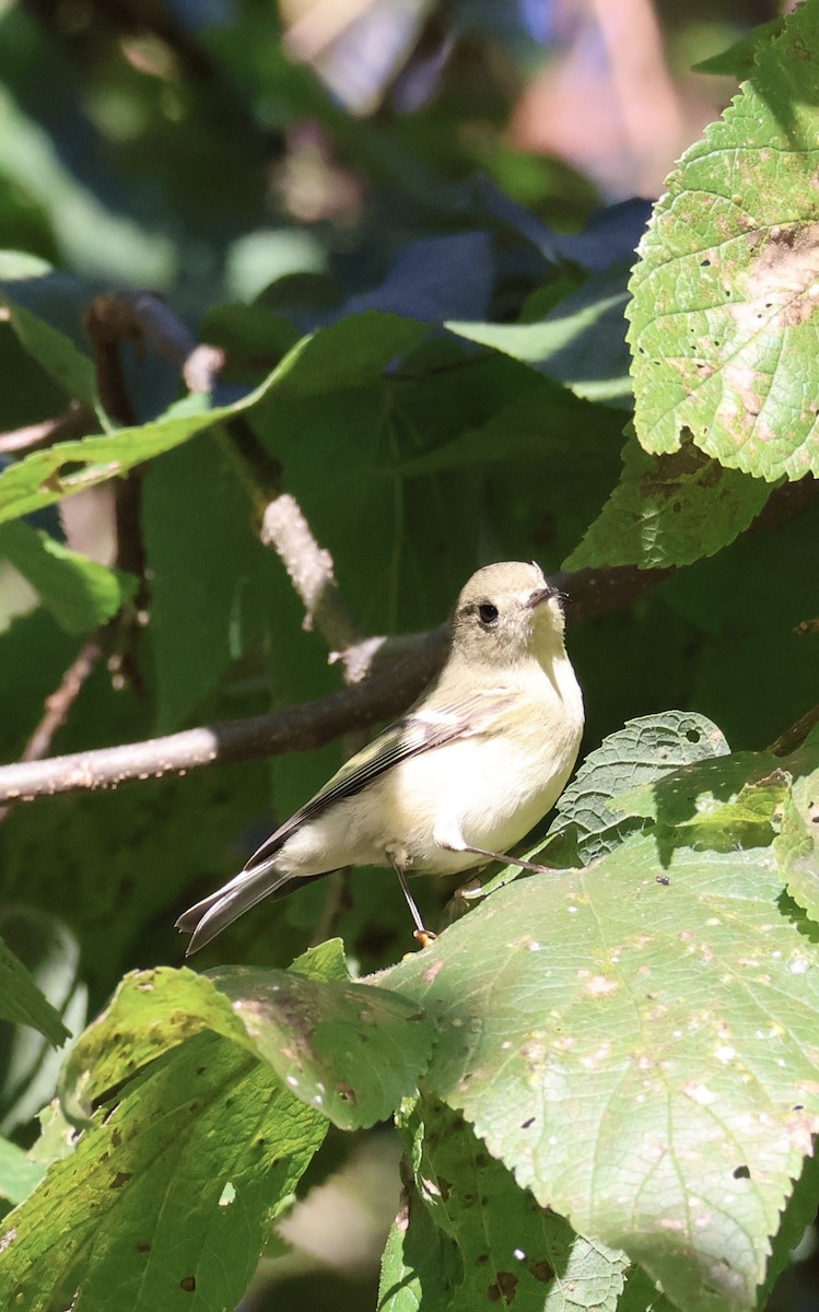 Ruby-crowned Kinglet - ML643427228
