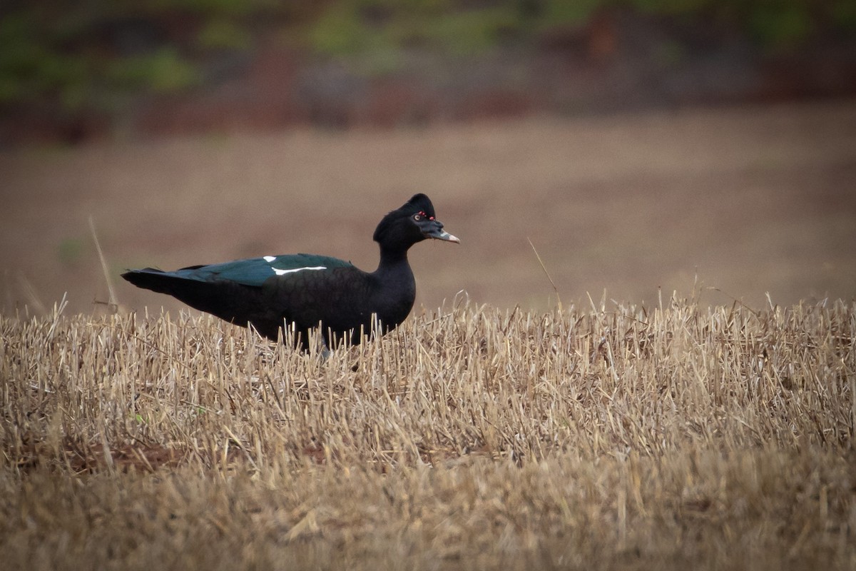 疣鼻棲鴨 - ML643427242