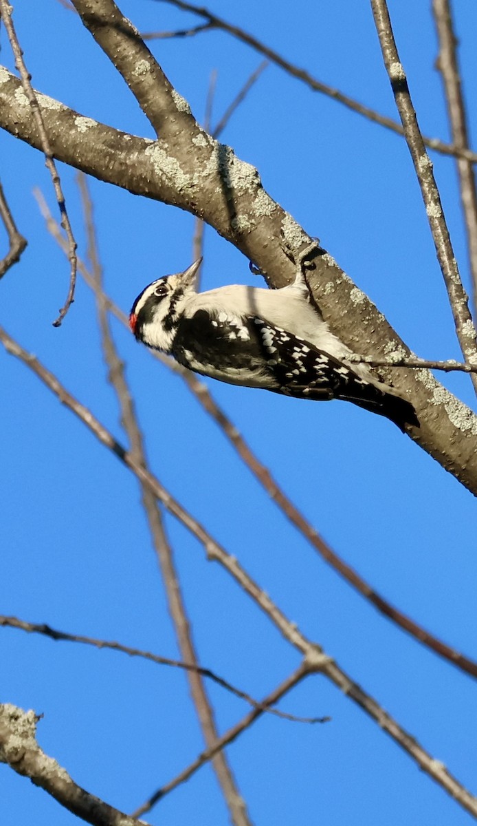Downy Woodpecker - ML643427246