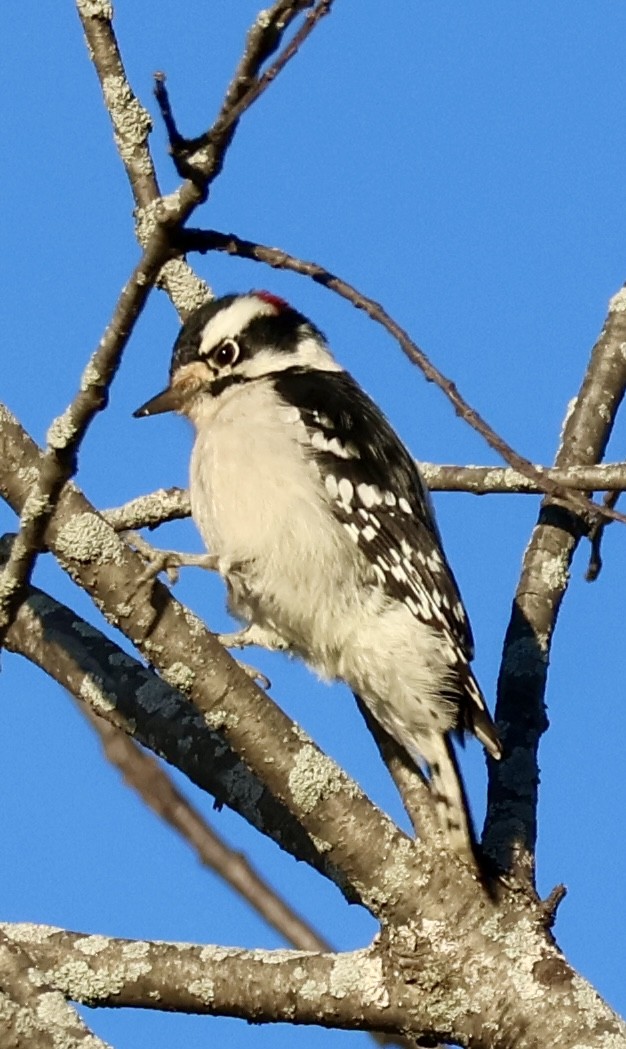 Downy Woodpecker - ML643427247