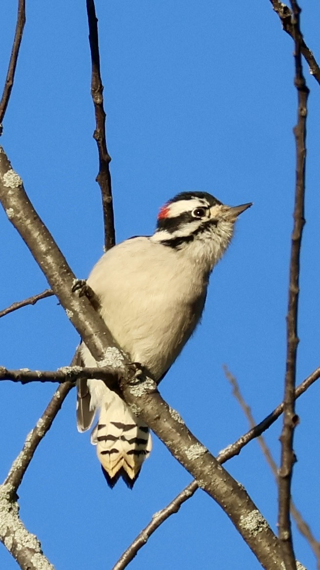 Downy Woodpecker - ML643427248
